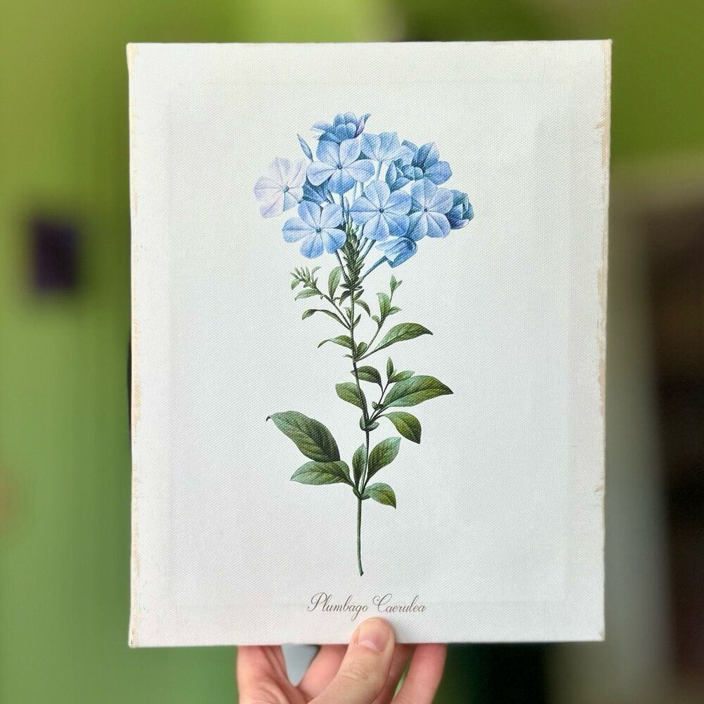 Rustic Charming Blue Plumbago Flower Canvas Wrapped Wall Sign Accent Cottagecore